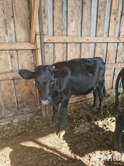 Телка 7 месяцев