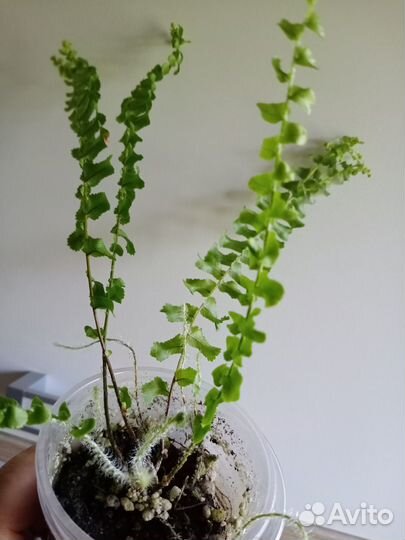 Папоротник нефролепис