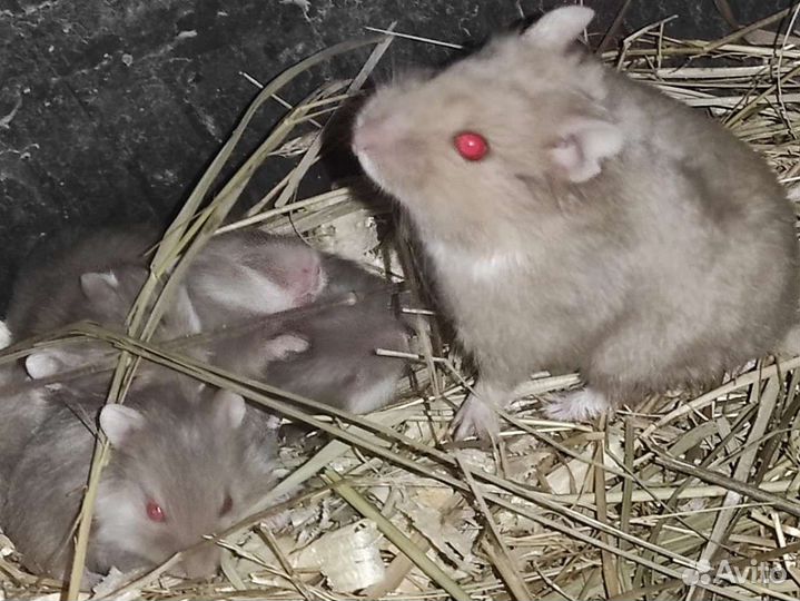 Хомяк кэмпбелла