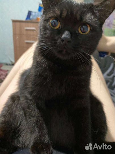 Шотландская кошка