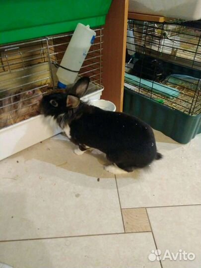 Передержка грызунов