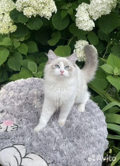 Невская маскарадная (кошечка с документами)