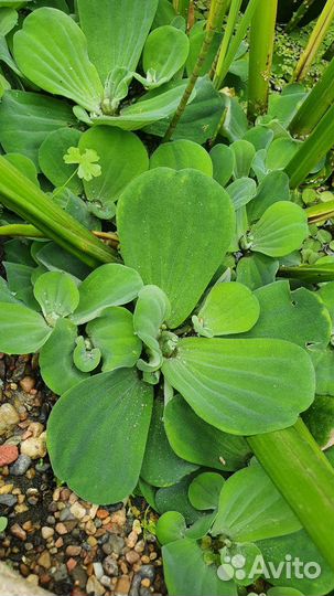 Растение для пруда