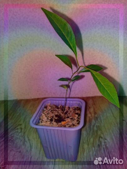 Растения на заказ, цветы, семена