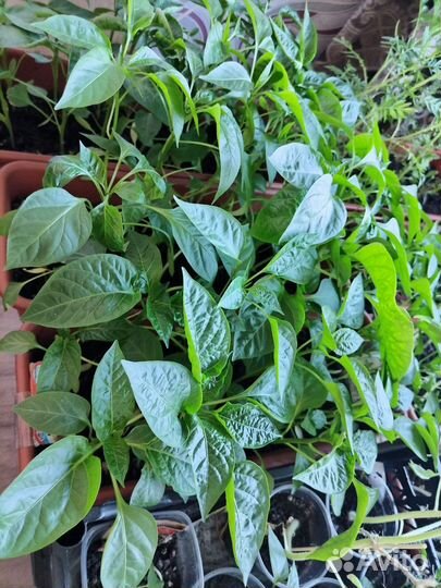 Рассада помидор, перца, петунии