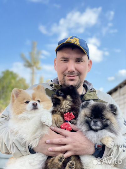 Дрессировка собак Кинолог зоопсихолог