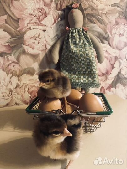 Билефельдер, Амераукана, Виандот, Кучинская