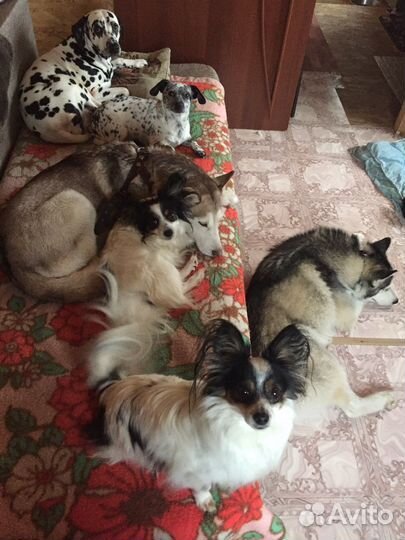 Кинолог. Передержка. Передержка с Воспитанием