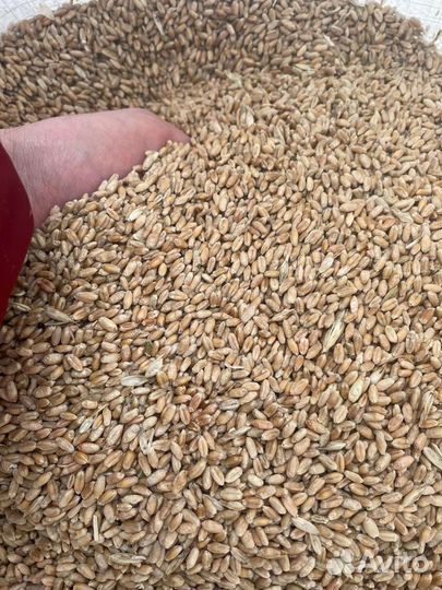 Пшеница фуражная