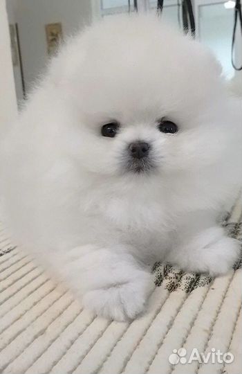 Щенки померанского шпица медвежьего типа