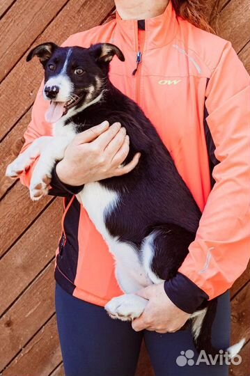 Красивая собака