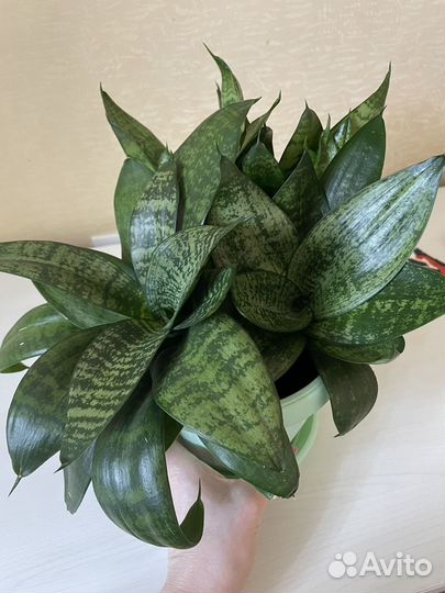 Сансевиерия отростки