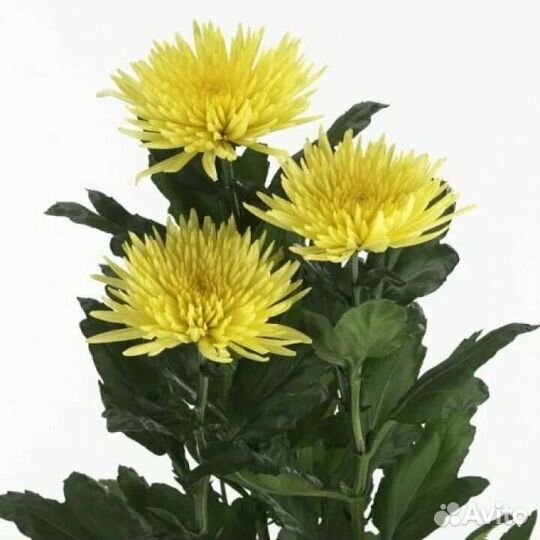 Хризантема Бигуди, Лимончелло и др