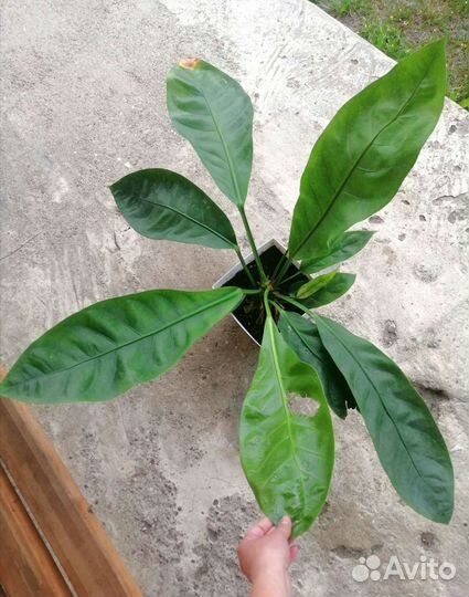 Антуриум Джангл буш