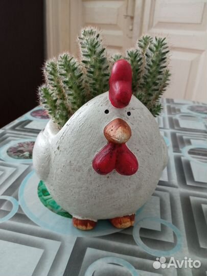 Кактус в кашпо