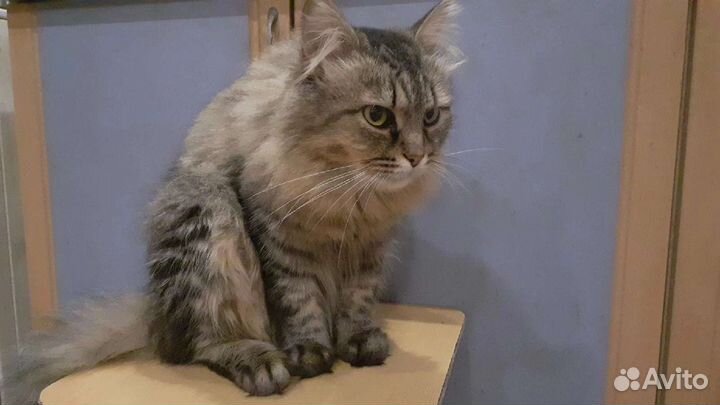 Кошки и кот