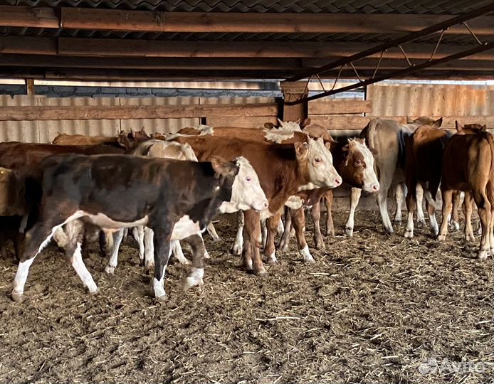 Продаются бычки