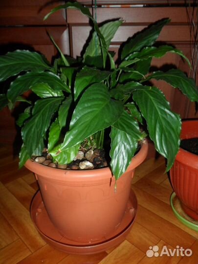 Спатифиллум