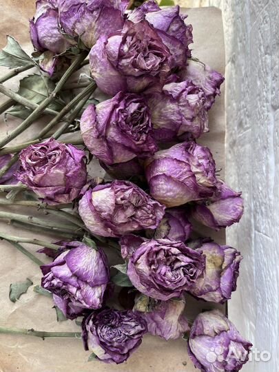 Пионовидные розы сушеные для творчества сухоцветы