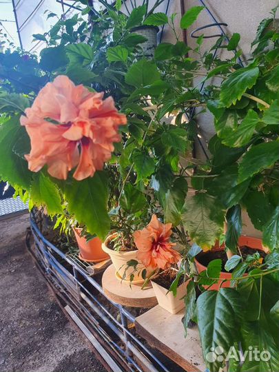 Фикус бенджамина, гибискус, алое, шефлера