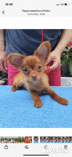 Тойчики длинношерстные