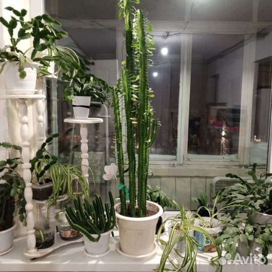 Комнатные цветы