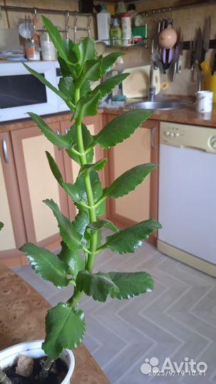 Адениум,хатиора,алоэ, каланхоэ,хлорофитум,кактусы