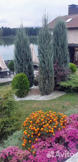 Можжевельник скальный Блю Эрроу