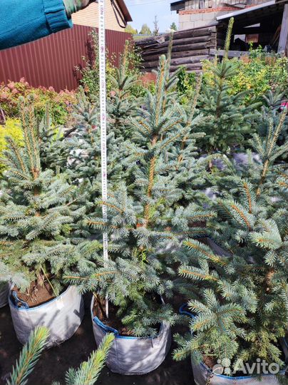 Ель Голубая