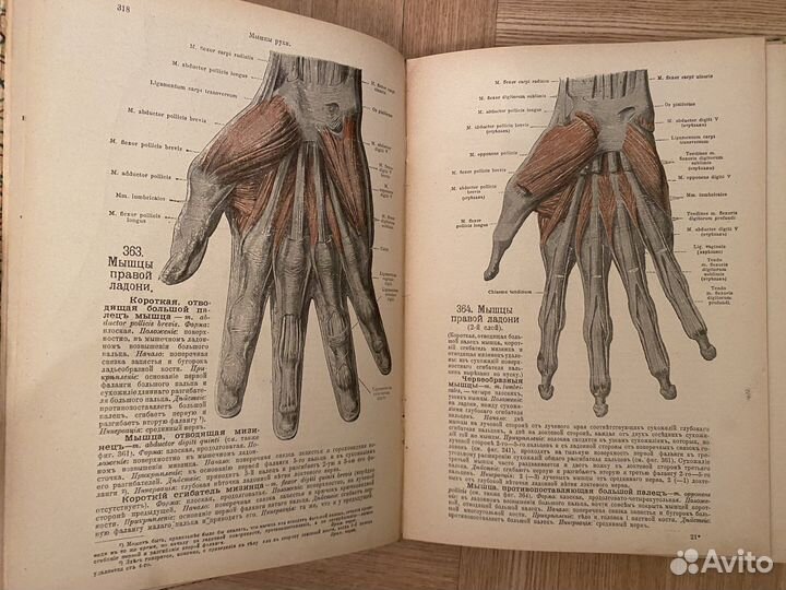1918 Атлас по анатомии человека Шпальтегольц