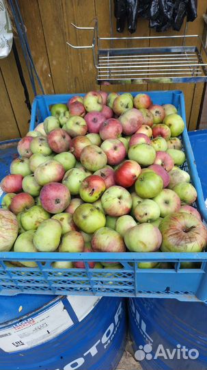 Томаты, яблоки(падалица)