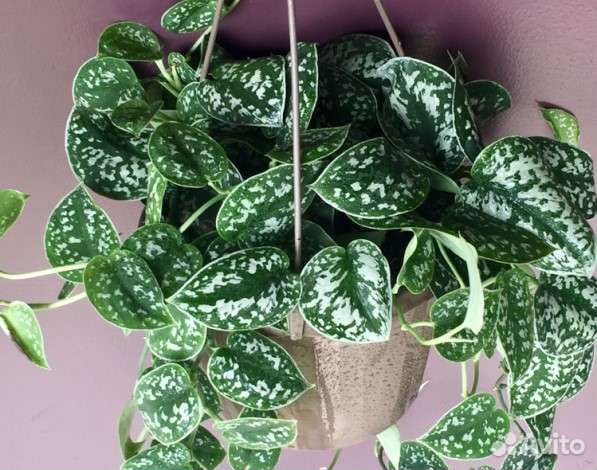 Сциндапсус Пиктус Треби и Скандекс Бразил