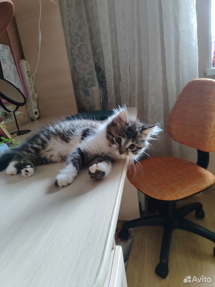 Котик в добрые руки