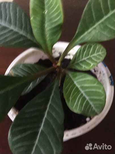 Молочай гребенчатый