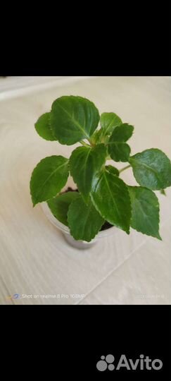 Комнатные растения цветы