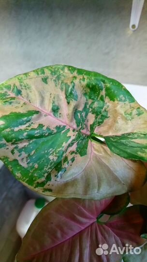 Сингониумы сортовые часть 3