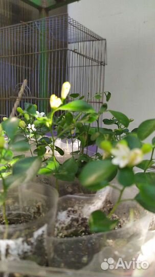 Мурайя дерево японских императоров