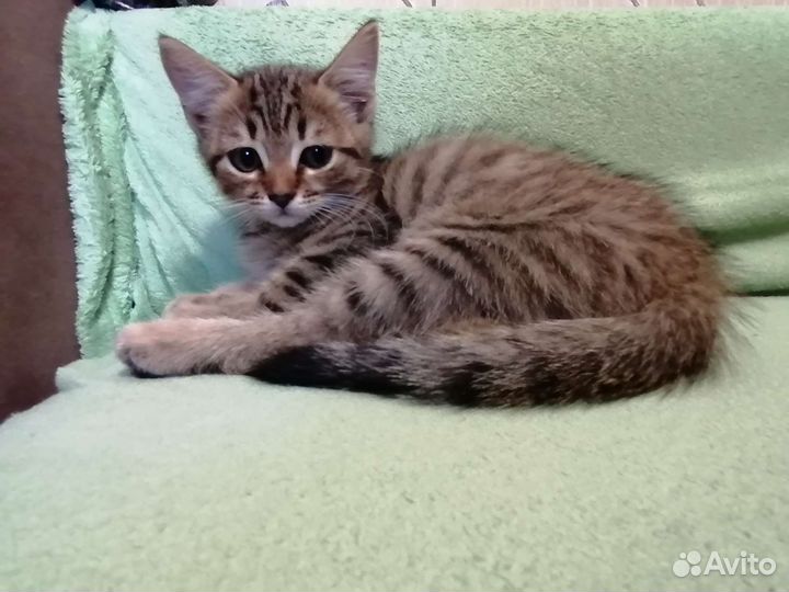 Отдам котика в добрые руки