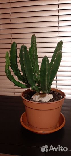 Стапелия грандифлора