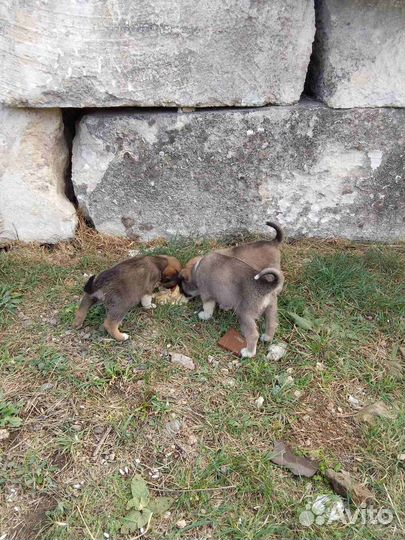 Щенята в добрые руки