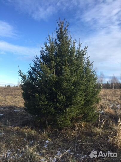 Елка Ёлка,лапники из пихты, сосны пихты