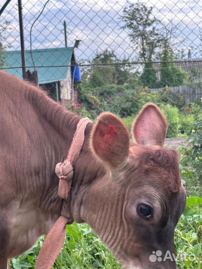 Джерсейская телка