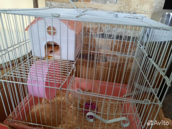 Сирийский хомяк с клеткой