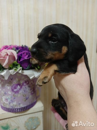 Щенки таксы