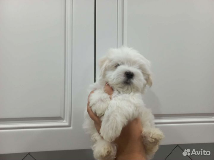 Щенки болонки