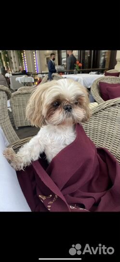 Кабель Ши-тцу ищет невесту для разовой вязки