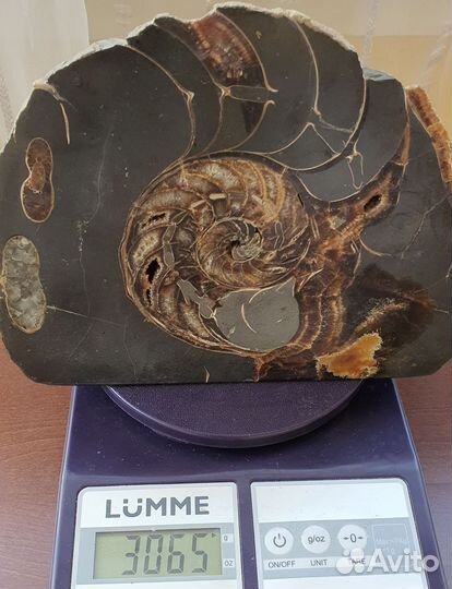 Окаменелости аммониты