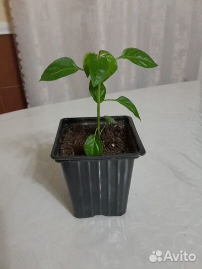 Саженцы декоративного перца Алладин