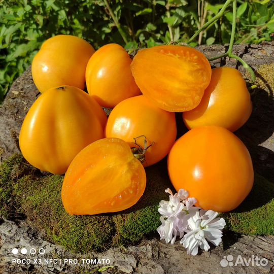 Семена редких,сортовых томатов