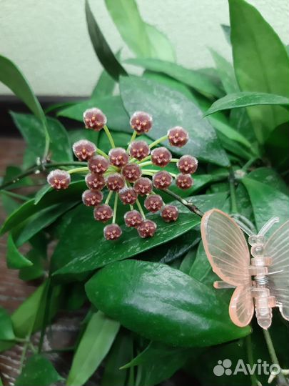 Хойи на срез